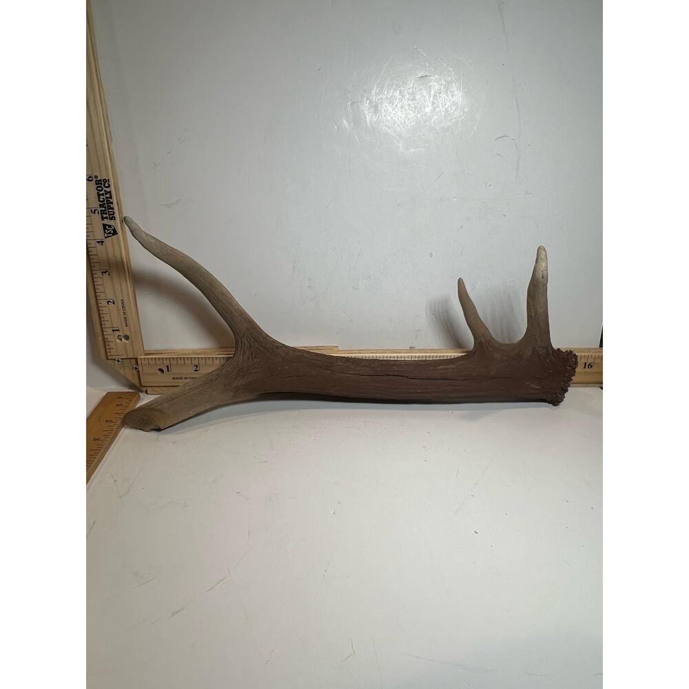 Natural Deer Antler Shed Rustic Cabin Decor Craft Supply Taxidermy Horn